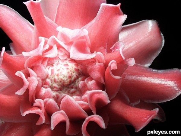 Torch ginger